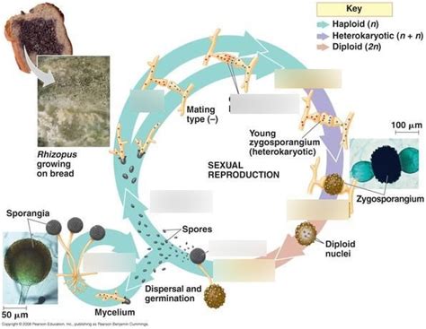 Phylum Zygomycota life cycle Diagram | Quizlet