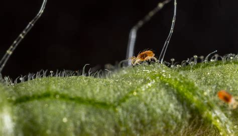 Two-spotted spider mite - Biocontrol, Damage and Life Cycle