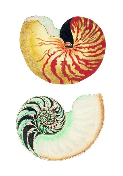Shell Snail Vintage Art Free Stock Photo - Public Domain Pictures