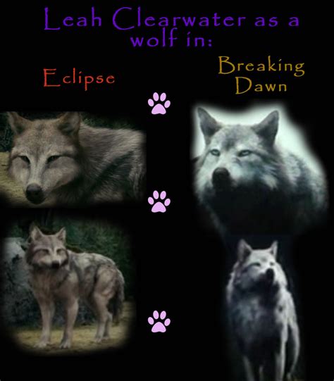 Leah as a wolf in the two movies by DaLenaRoMione on DeviantArt