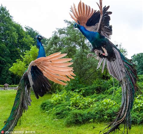 A Beautiful Fight: Two peacocks seen fighting for territory at a zoo in ...