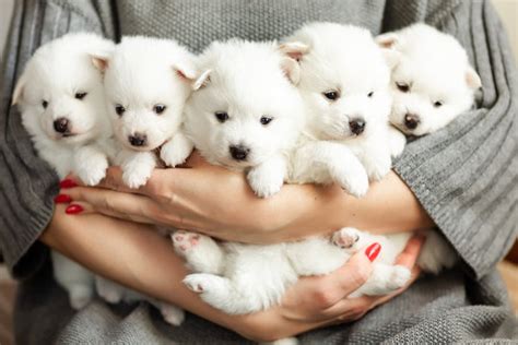 Fluffy Puppies