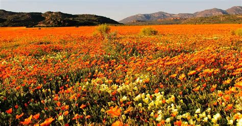 FLOWER CAMP TOUR – NAMAQUALAND in Namaqualand, South Africa