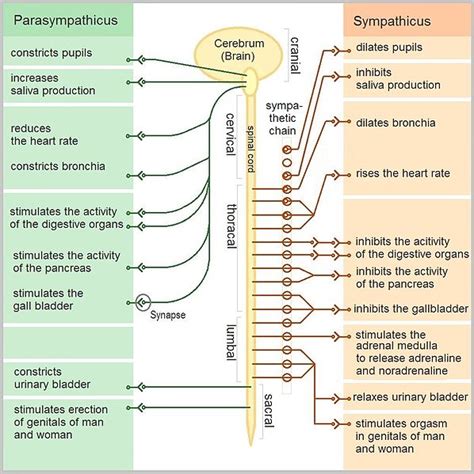 Differences between autonomic and somatic. What are the three major ...