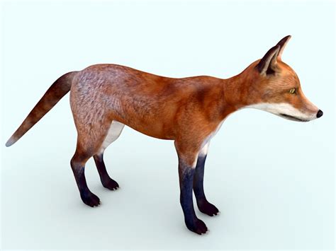 Red Fox 3D model - Download Free 3D models