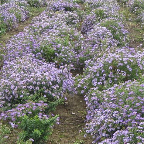 Aromatic Aster Seeds, Symphyotrichum | American Meadows