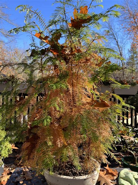 Dawn Redwood Forest With Fall Ornamentation : r/Bonsai