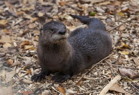 Tennessee Aquarium Otters Now At Chattanooga Arboretum And Nature Center - Chattanoogan.com