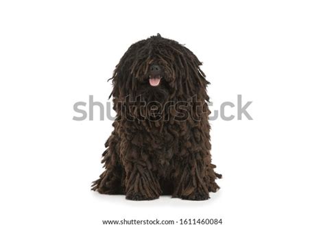 Beautiful Purebred Black Puli Dog Sits Stock Photo (Edit Now) 1611460084