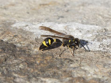 Eumenes coronatus (Vespidae) | nest building takes place abo… | Flickr ...