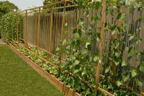 Green Bean Trellis Wall - Outdoor Decorations : Simple Green Bean Trellis in 2020 | Bean trellis ...