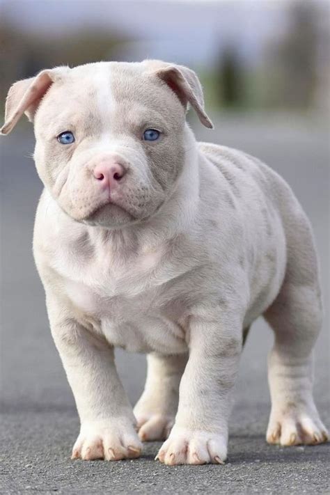 Pitbull Breeds and Their Differences in Behavior | Pitbull puppies ...