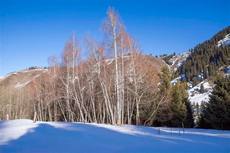 Premium Photo | Aspen trees in winter