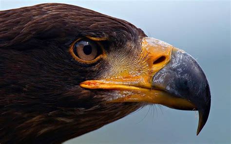 Stellers Sea Eagle Size Comparison