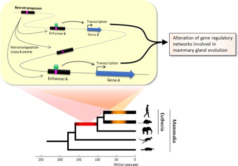 Not so selfish after all ― Key role of transposable elements in mammalian evolution | Tokyo Tech ...