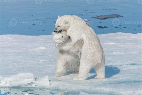 Two young wild polar bear cubs playing on pack ice in Arctic sea, north ...