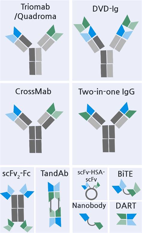 Bispecific Antibodies & BiTEs