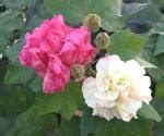 Buy Plantzoin Changeable rose Sthalkamal Hibiscus mutabilis Sthala ...
