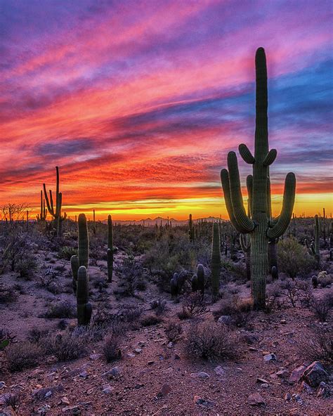 Sunset Sky Over Saguaro National Park Photograph by Mike Winer - Pixels