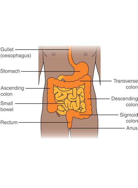 Intestine Diagram Anatomy