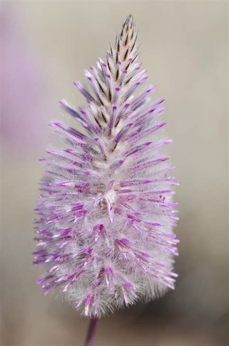 Mulla Mulla Wildflower Australia Stock Image - Image of germination, exaltatus: 21010235