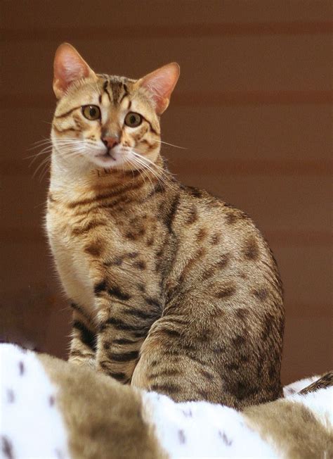 Egyptian Mau | Bengal cat kitten, Cats and kittens, Asian leopard cat