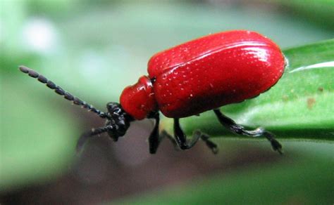 How to Get Rid of Lily Leaf Beetles (Scarlet Lily Beetle) - Dengarden