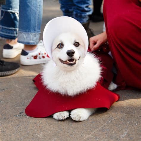 Halloween Dog Parade Costumes That Are Just Too Cute