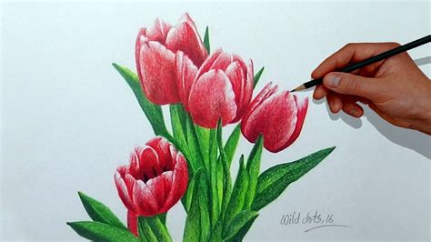 Easy Colour Pencil Shading Drawings Of Flowers - pencildrawing2019