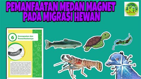 1 Migrasi Pada Hewan Pengertian Apa Itu Net - Riset