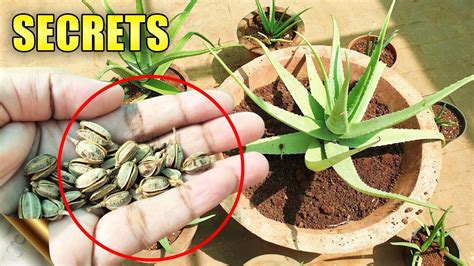 How To Make Aloe Vera Plant Thicker