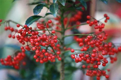 10 Edible Wild Berries and 10 Poisonous Berries - Smart Garden and Home