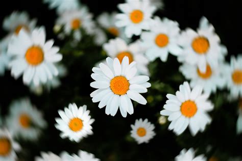 4k Flower Daisy Wallpapers - Wallpaper Cave