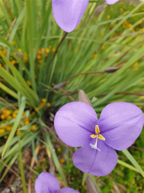 Patersonia occidentalis – Muchea Tree Farm