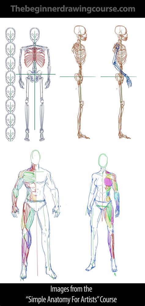 Bones and Proportions - Male and Female Anatomy | Anatomy for artists ...