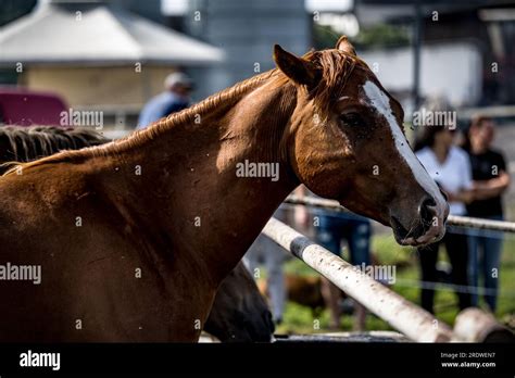 beautiful horses in a stud farm Stock Photo - Alamy