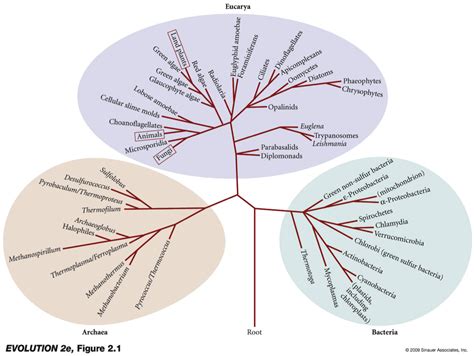 Incredible What Are The 3 Domains Of The 3 Domain System References