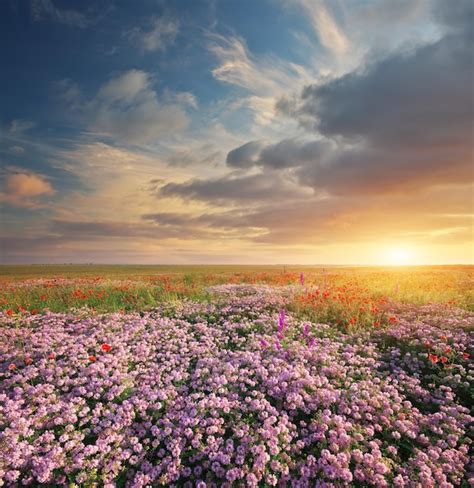 Premium Photo | Spring flowers in meadow beautiful landscapes