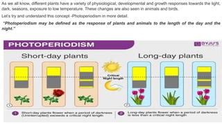 photoperiodism | PPT