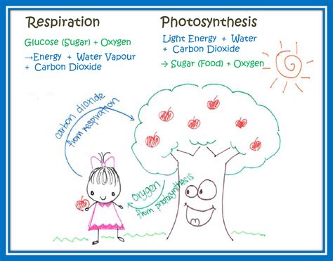 Respiration And Photosynthesis Venn Diagram