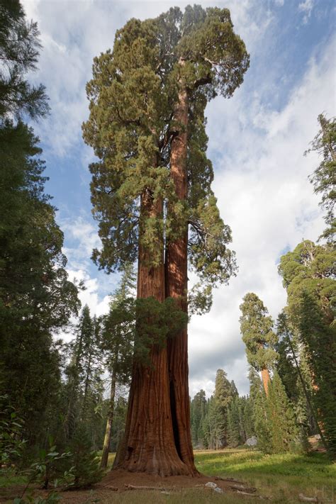 Giant sequoia (Sequoiadendron giganteum) in big trees trail, Sequoia national park, California ...