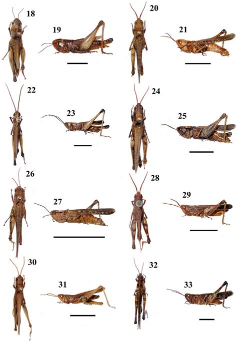 Grasshoppers species (Orthoptera. Caelifera) found in the Espinhaço... | Download Scientific Diagram