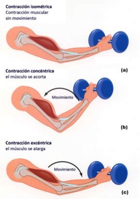 Tipos de fuerza y entrenamiento de fuerza para favorecer su desarrollo