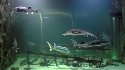 aquarium sturgeon Stock Footage Video (100% Royalty-free) 2836279 ...