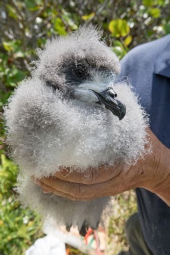 Bermuda Petrel enjoys record-breaking breeding season - BirdGuides