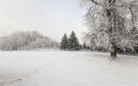 Winter landscape, forest 9669824 Stock Photo at Vecteezy