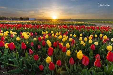 Photographing Tulips Fields at Sunset - Light and Landscapes