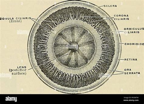 Ora serrata hi-res stock photography and images - Alamy