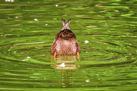 Shubenacadie Wildlife Park Nova Scotia Canada Photograph by Paul James Bannerman - Fine Art America