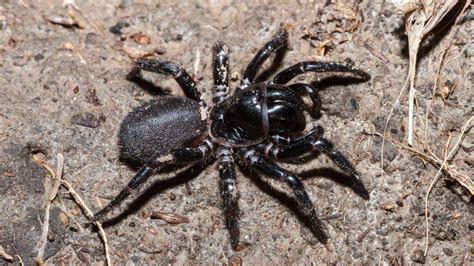 First Aid For Australian Spider Bites | The First Aid Nest